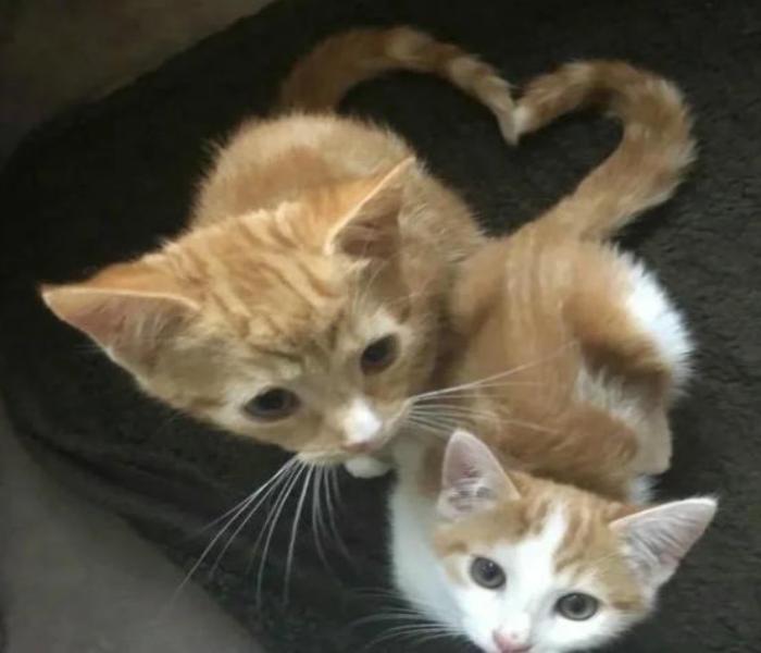Ảnh mèo trái tim cute