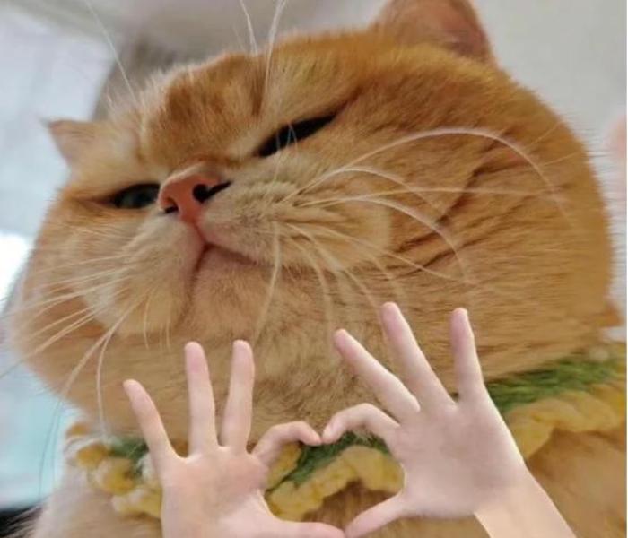 Hình ảnh mèo trái tim đáng yêu meme