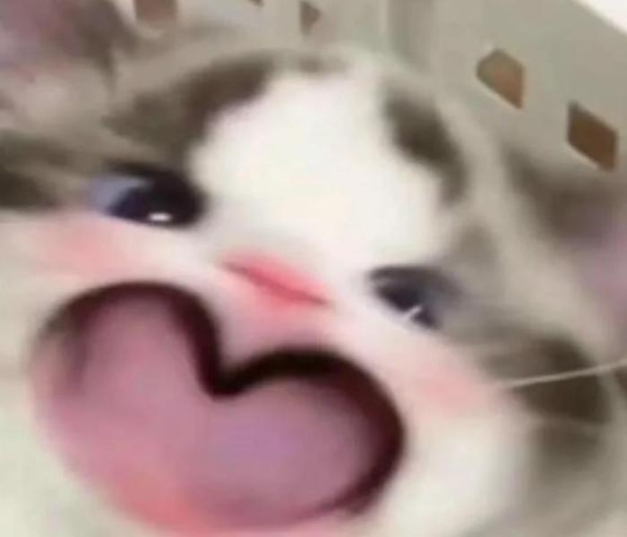 Hình ảnh mèo trái tim đáng yêu meme