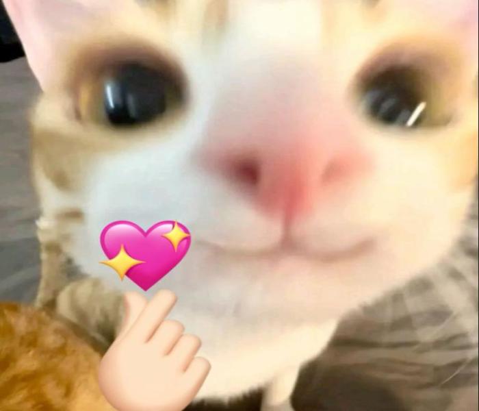 Hình meme mèo trái tim cute