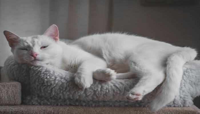 Hình ảnh mèo trắng chân thực, cute