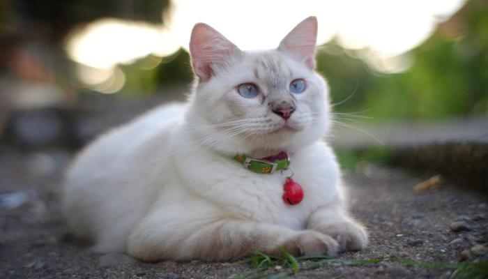 Hình ảnh mèo trắng chân thực, cute