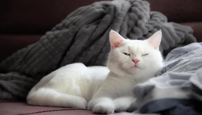 Hình ảnh mèo trắng chân thực, cute