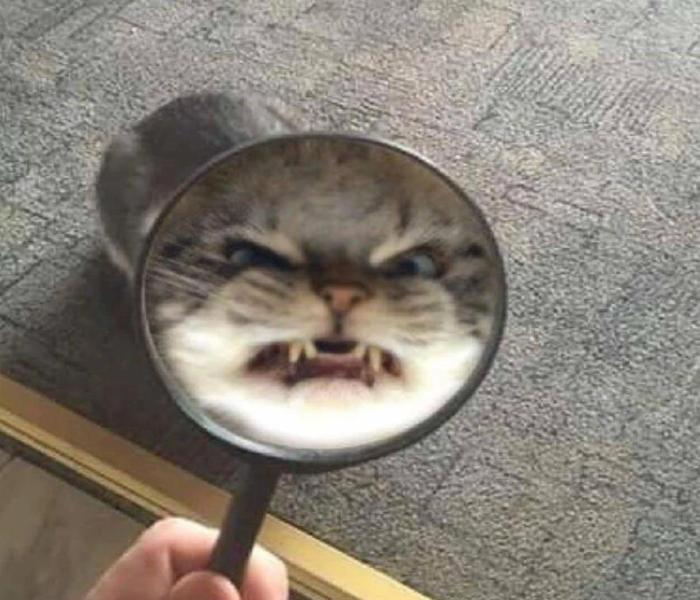Ảnh mèo giận meme