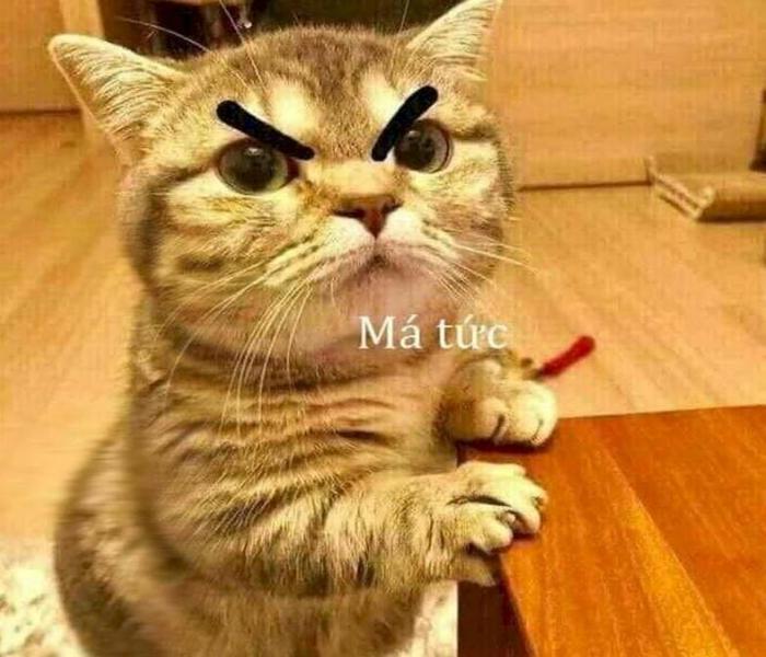Ảnh mèo giận meme