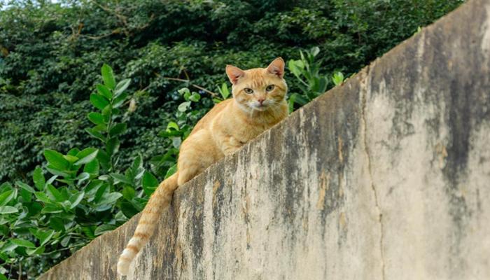 Ảnh avatar mèo đẹp xinh cute