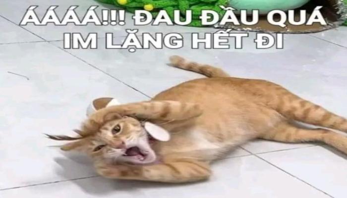 Hình ảnh mèo vàng meme hài hước