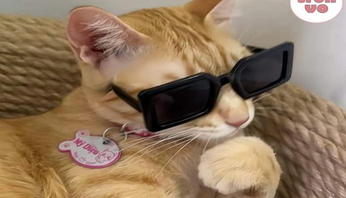 Hình ảnh mèo vàng meme hài hước