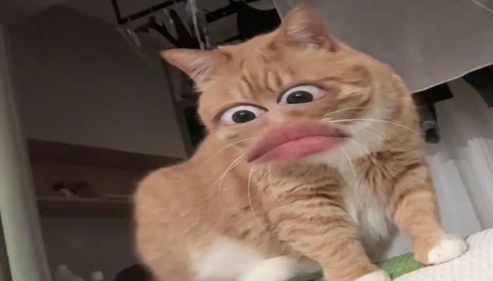 Hình ảnh mèo vàng meme hài hước