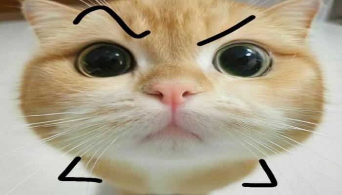 Hình ảnh mèo vàng meme hài hước