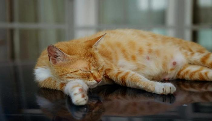 Hình ảnh mèo mướp vàng đáng yêu
