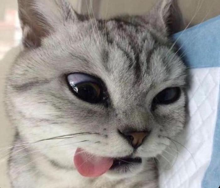Hình ảnh mèo xám tro meme hài hước