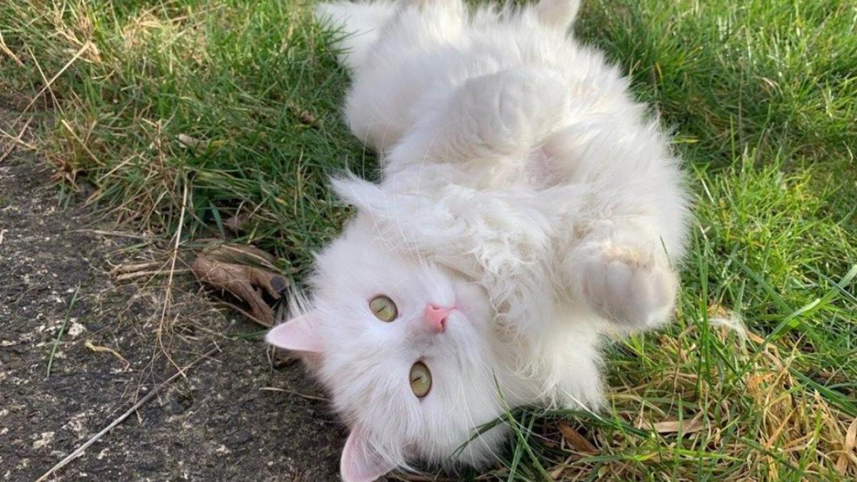 Hình nền mèo ngộ nghĩnh cho máy tính cute