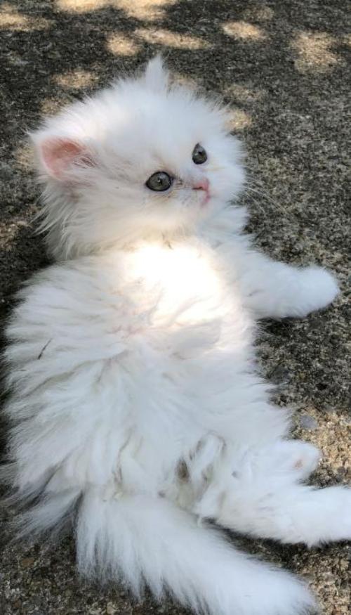 Con mèo con siêu đáng yêu cho điện thoại