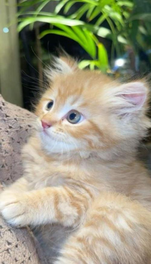 Con mèo con siêu đáng yêu cho điện thoại