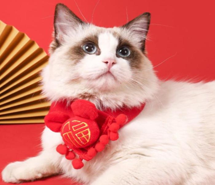 Hình avatar mèo Tết chân thực cute