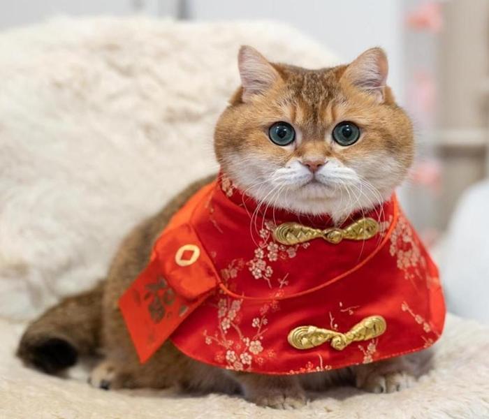 Hình avatar mèo Tết chân thực cute