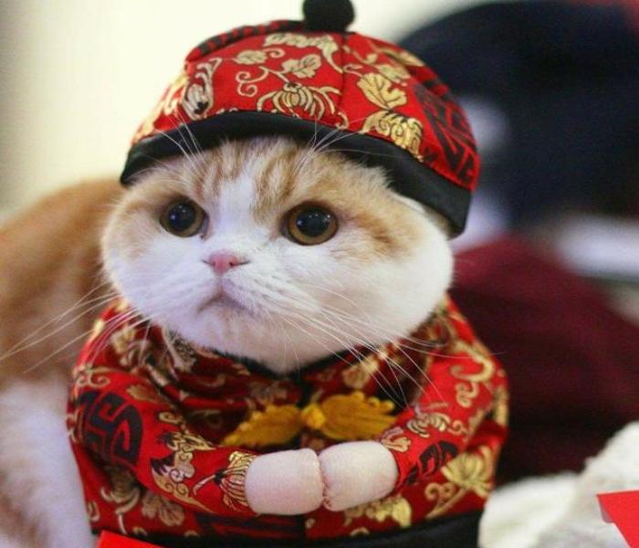 Hình avatar mèo Tết chân thực cute