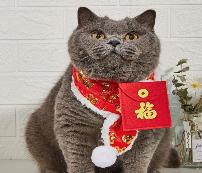 Hình avatar mèo Tết chân thực cute