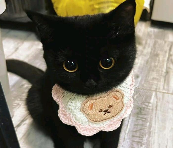 Hình avatar mèo đen đáng yêu