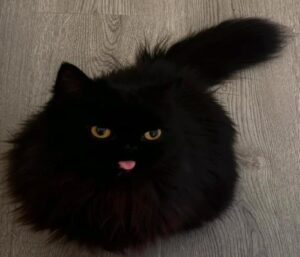 Hình ảnh mèo đen cute đáng yêu
