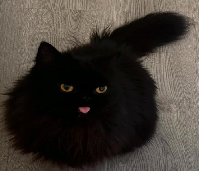 Hình ảnh mèo đen cute đáng yêu