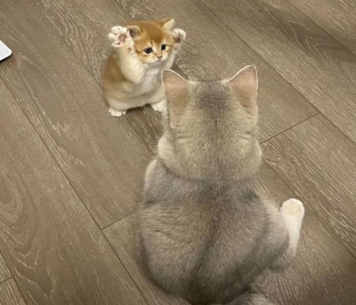 Hình đại diện đôi mèo đánh nhau