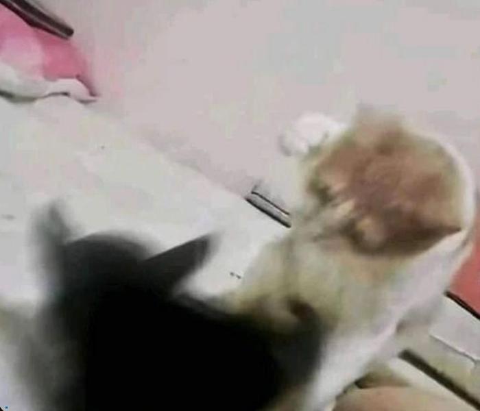 Hình đại diện đôi mèo đánh nhau