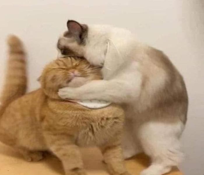 Hình đại diện đôi mèo đánh nhau