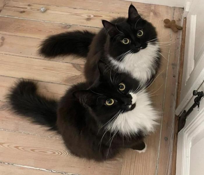 Hình ảnh mèo anh lông dài đen trắng cute
