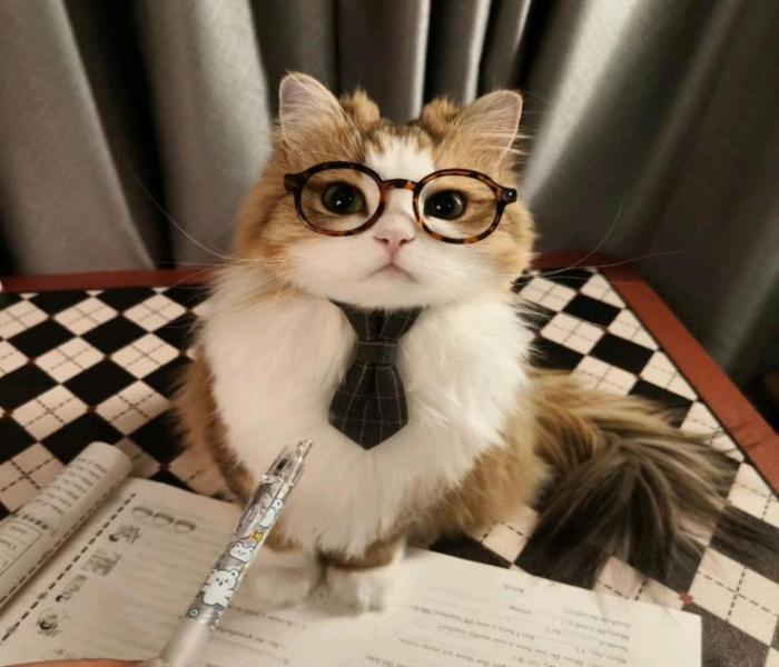 Hình ảnh mèo đeo kính cute dễ thương