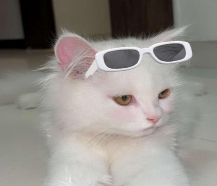 Hình ảnh mèo đeo kính cute dễ thương