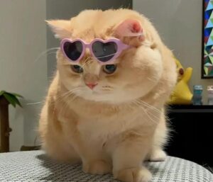 Hình ảnh mèo đeo kính cute dễ thương