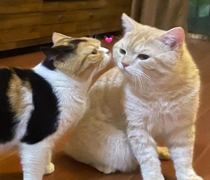Hình mèo đôi trái tim cute làm avatar