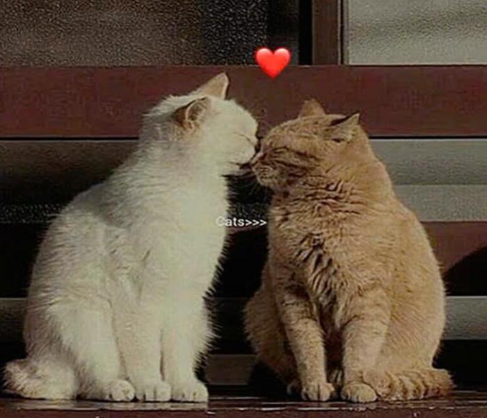 Hình mèo đôi trái tim cute làm avatar
