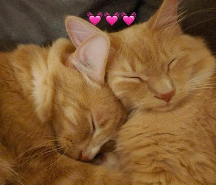 Hình mèo đôi trái tim cute làm avatar