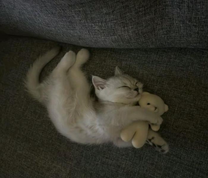 Ảnh con mèo ngủ cute