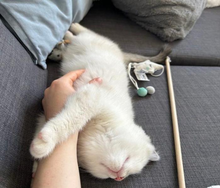 Ảnh con mèo ngủ cute