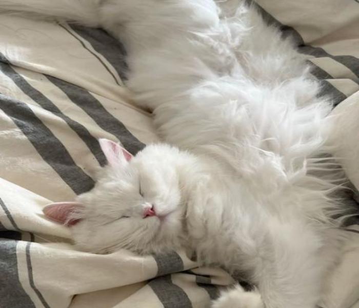 Hình ảnh mèo con ngủ đáng yêu