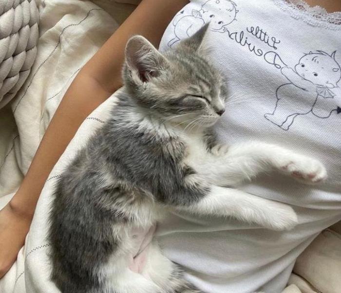Hình đại diện mèo nằm ngủ