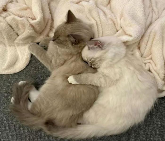 Avatar mèo đôi đẹp, đáng yêu