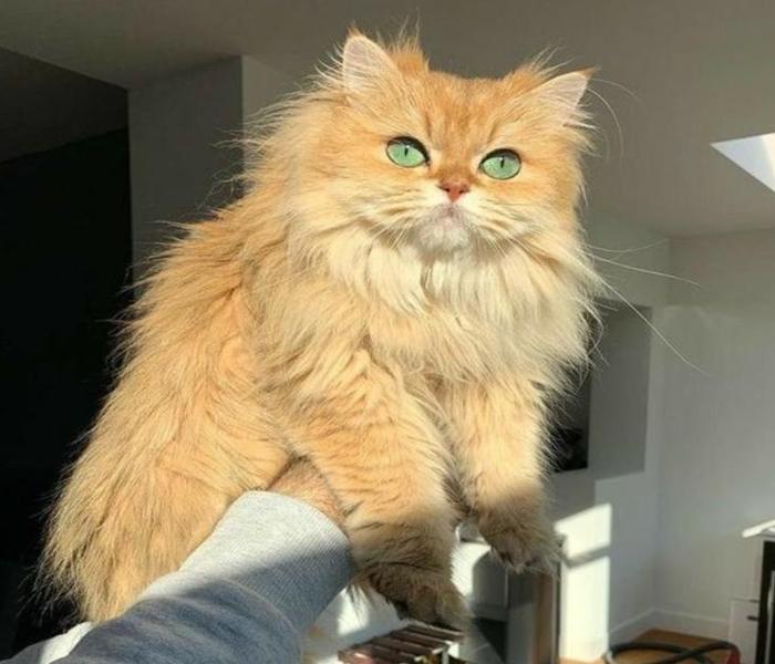 Hình con mèo vàng cute đáng yêu