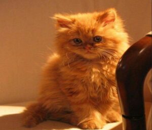 Hình con mèo vàng cute đáng yêu