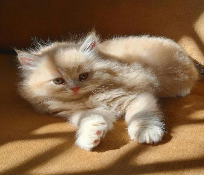 Hình con mèo vàng cute đáng yêu