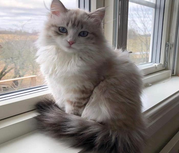 Hình ảnh mèo xám đẹp, chân thực cute