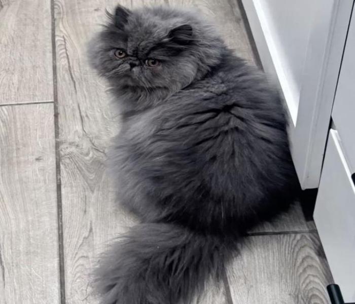 Ảnh con mèo xám đáng yêu
