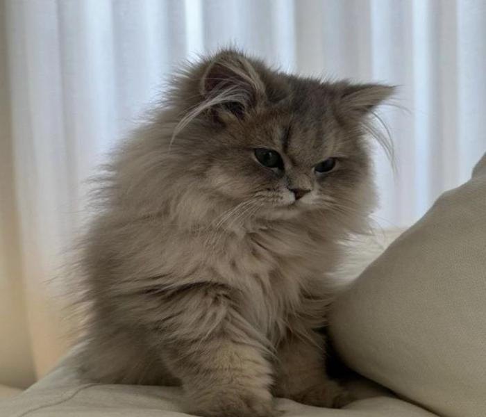Ảnh con mèo xám đáng yêu