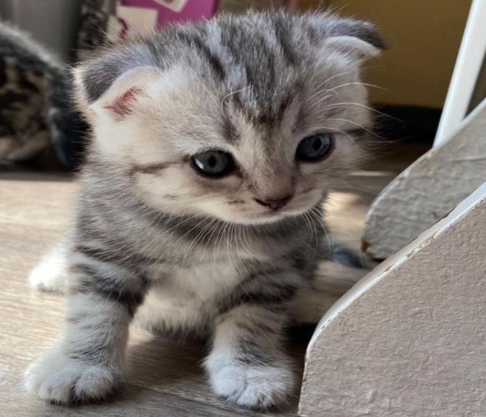 Hình ảnh mèo xám đẹp, chân thực cute