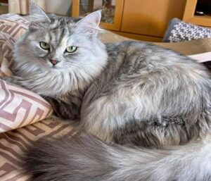 Hình ảnh mèo xám đẹp, chân thực cute