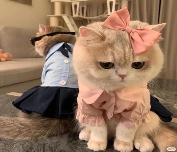 Avatar mèo đôi đẹp, đáng yêu